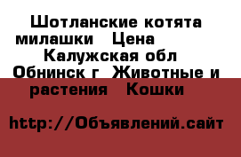 Шотланские котята милашки › Цена ­ 5 000 - Калужская обл., Обнинск г. Животные и растения » Кошки   